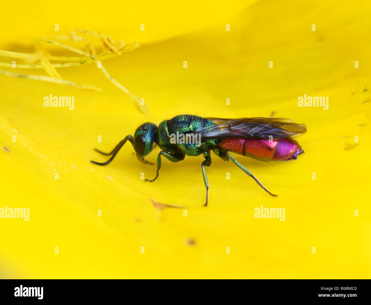 La colorata cuckoo wasp Ruby-tailed Chrysis ignita seduto in un fiore giallo Foto Stock