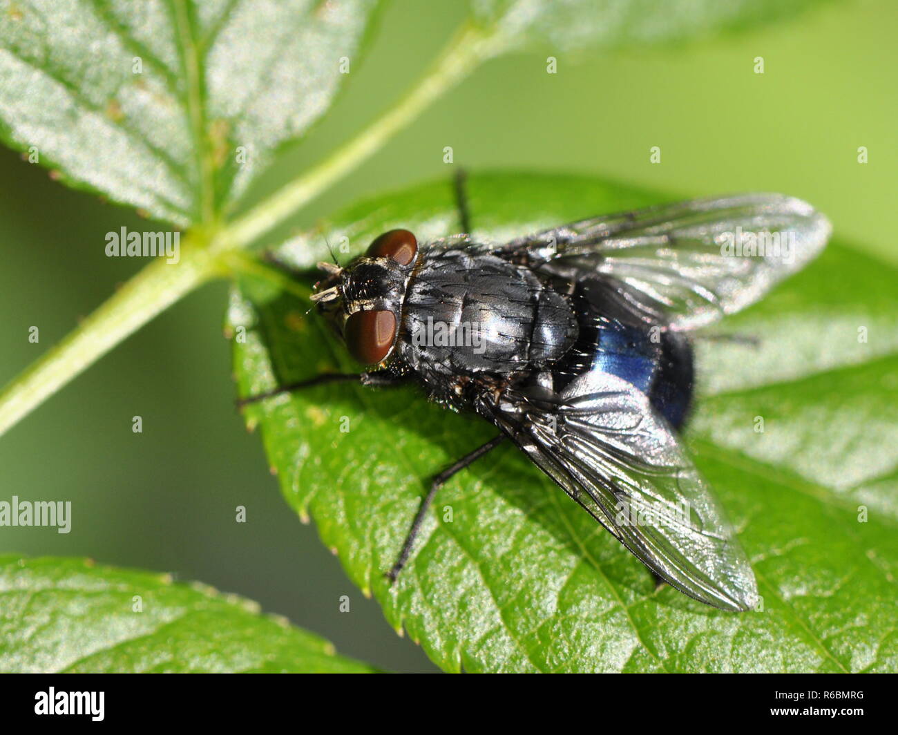 Blu bottlefly Calliphora su una foglia Foto Stock