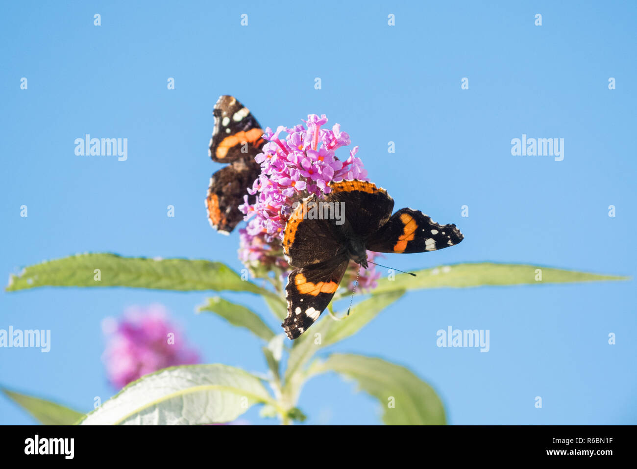 Red Admiral farfalla o Vanessa Atalanta farfalle sui buddleia o farfalla bush contro il cielo blu con spazio copia - Scozia, Regno Unito Foto Stock