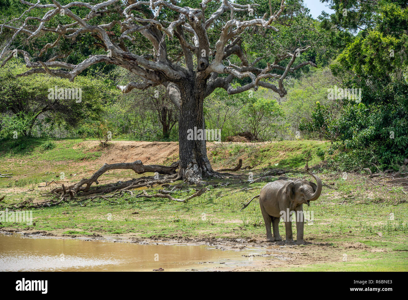 Elephant la spruzzatura di acqua e sporcizia sulla stessa dal suo tronco.. Il maschio adulto dello Sri Lanka elephant (Elephas maximus maximus). Foto Stock