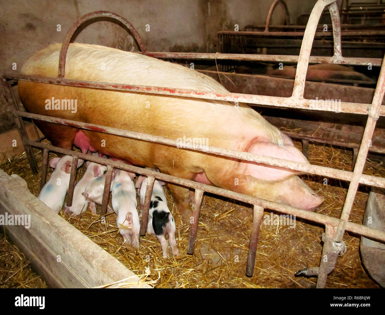 La semina di suinetti in gabbia industriale Foto Stock