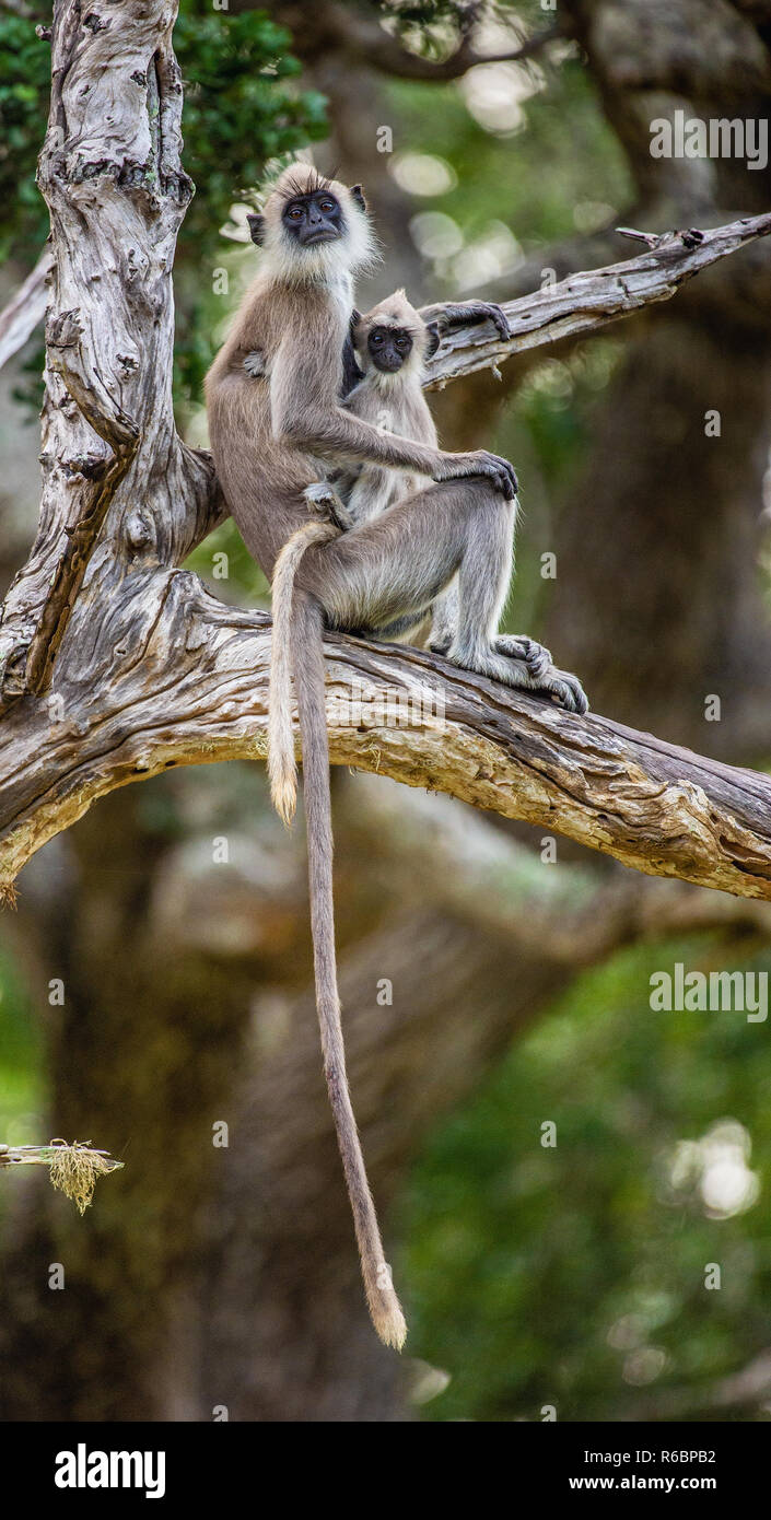Langur con un cub siede su un albero. Tufted langur grigio (Semnopithecus priamo), noto anche come Madras langur grigio e Coromandel langur sacra. Foto Stock