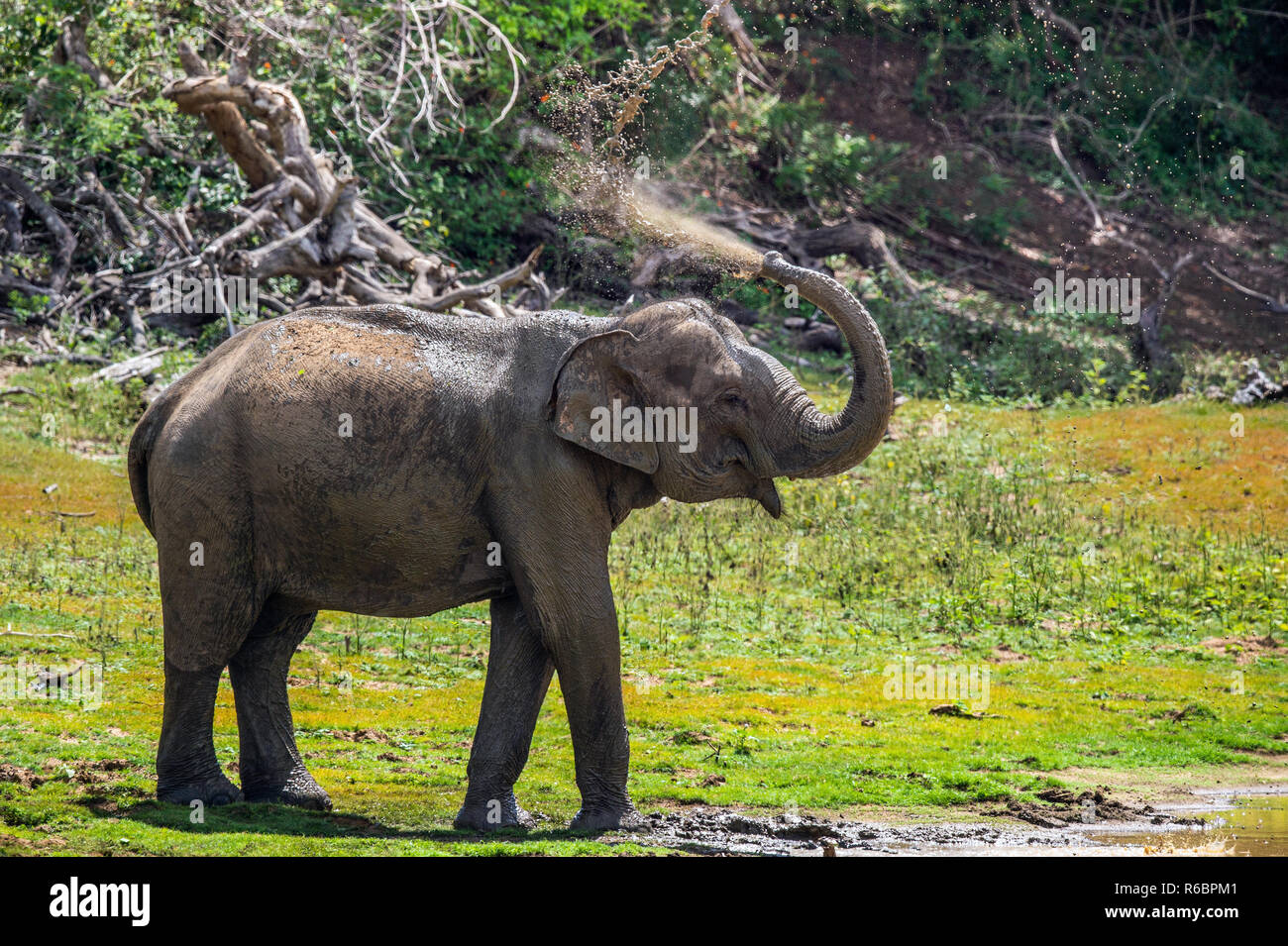 Elephant la spruzzatura di acqua e sporcizia sulla stessa dal suo tronco.. Il maschio adulto dello Sri Lanka elephant (Elephas maximus maximus). Foto Stock