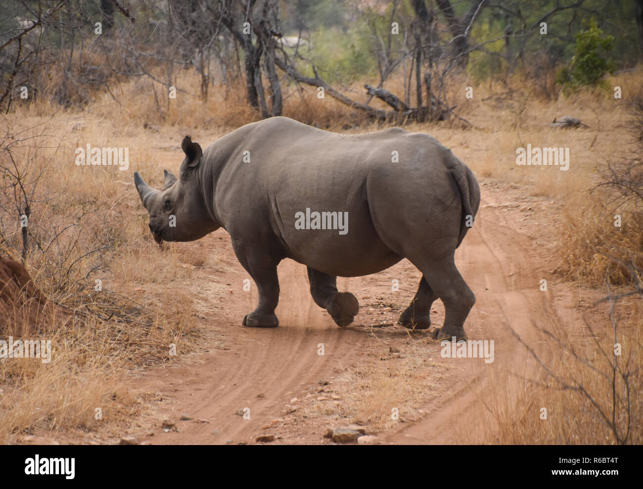 Rhino attraversamento strada sterrata nella riserva di caccia Foto Stock Rhino attraversamento strada sterrata nella riserva di caccia Foto Stock