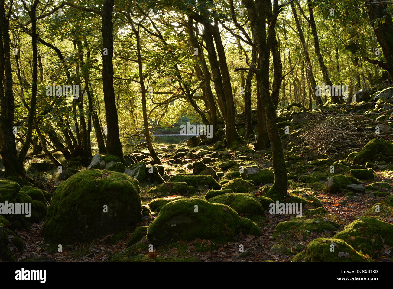 Cwm Nantcol Boschi Foto Stock