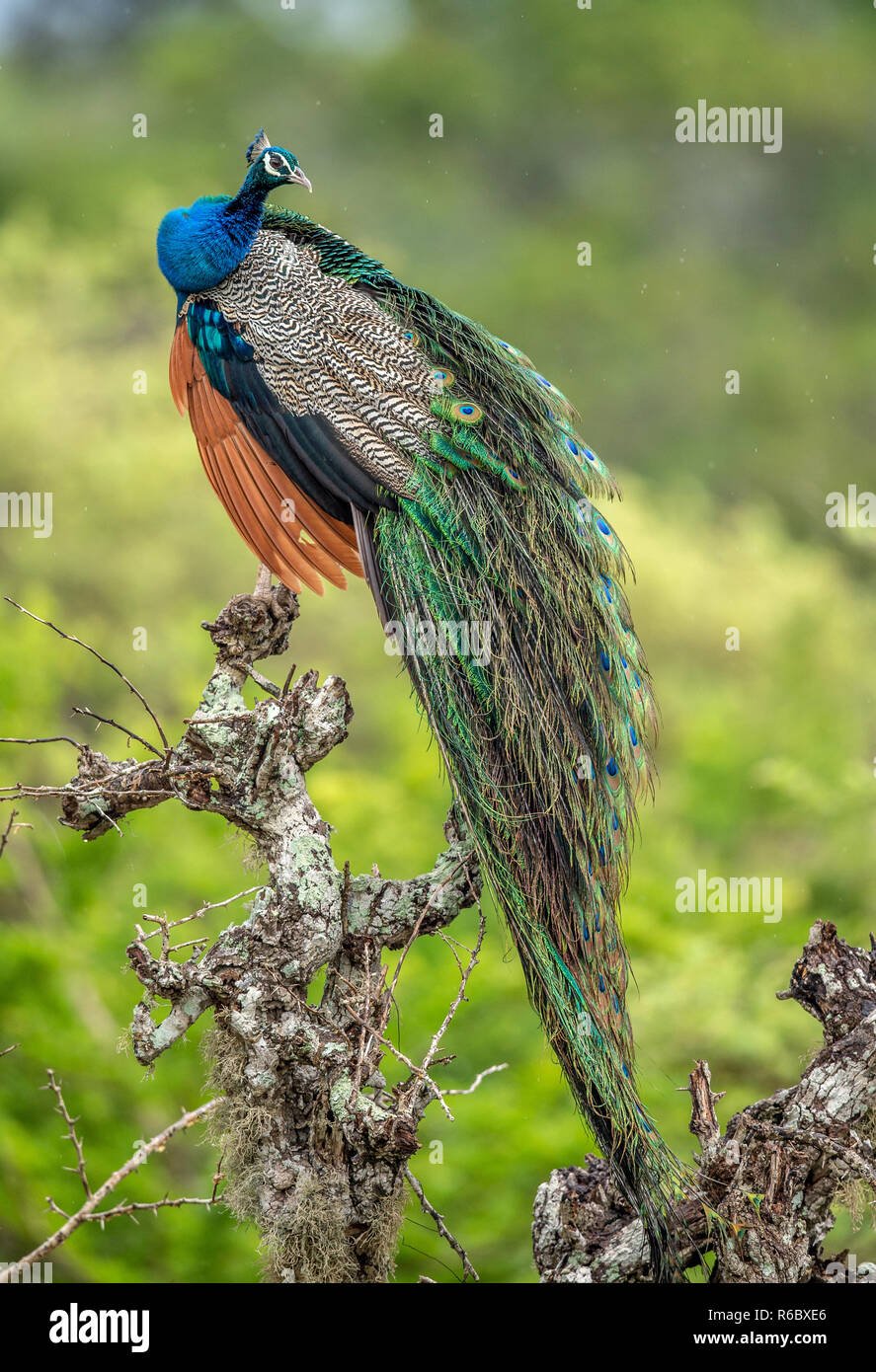 Peacock sull'albero. Ritratto di bella peacock. Il peafowl indiano o peafowl blu (Pavo cristatus). Habitat naturale. Il governo dello Sri Lanka. Foto Stock