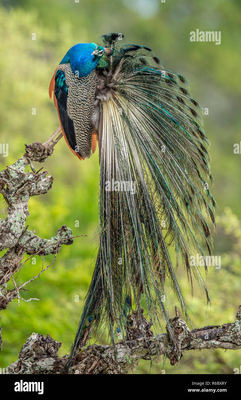 Peacock sull'albero. Ritratto di bella peacock. Il peafowl indiano o peafowl blu (Pavo cristatus). Habitat naturale. Il governo dello Sri Lanka. Foto Stock
