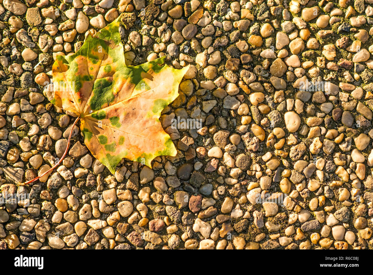 Autunnali foglie dipinte in sera Sun Foto Stock
