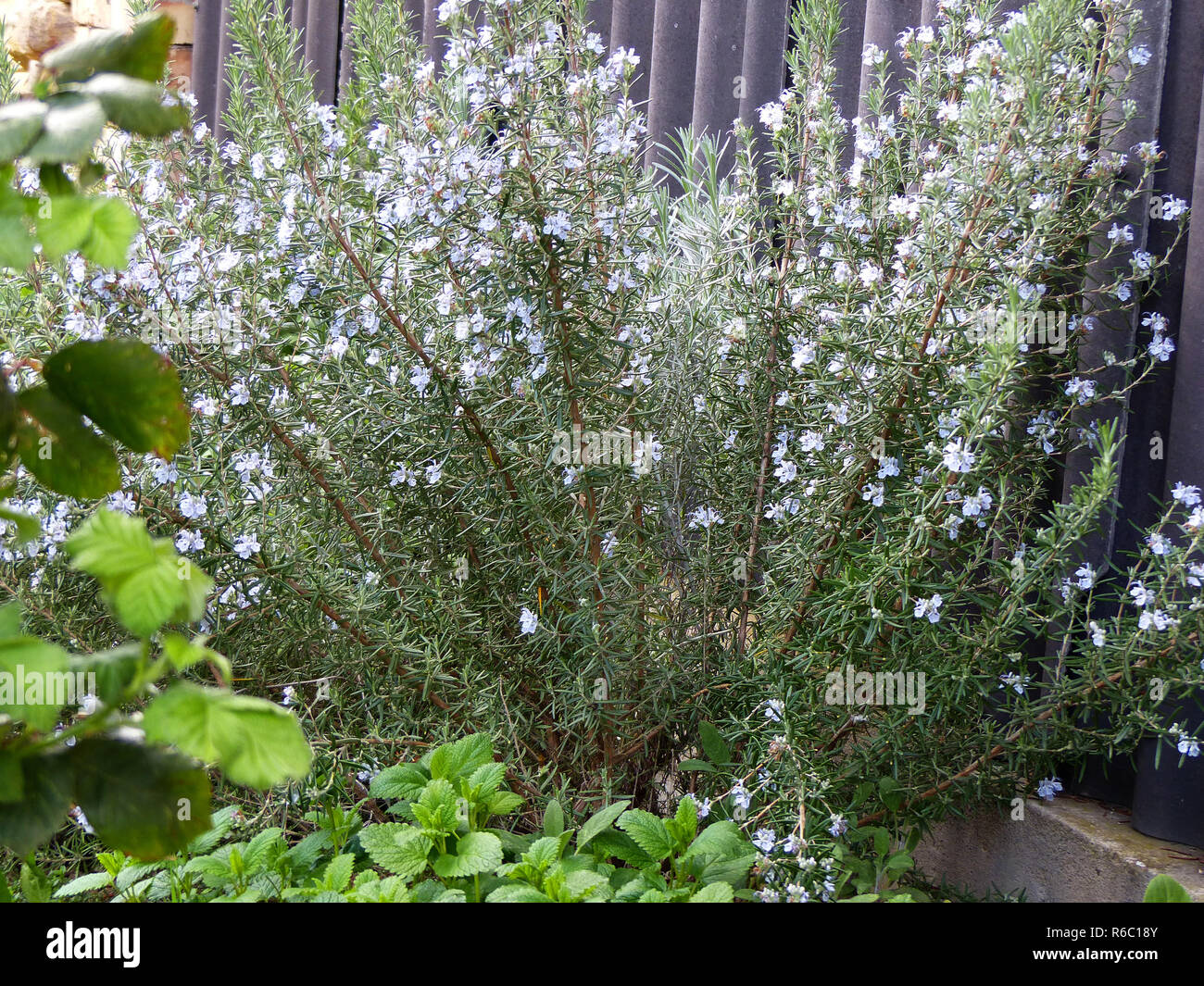 Fioritura di rosmarino Foto Stock