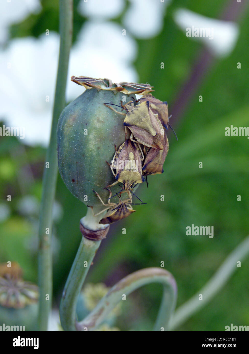 Green Stink Bug su un verde capsula di papavero Foto Stock