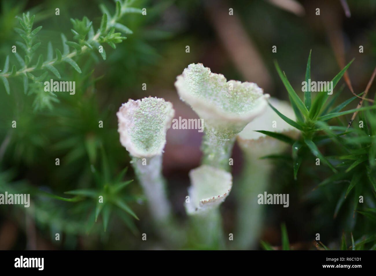 Cladonia Pyxidata, Lichen, Macro Foto Stock