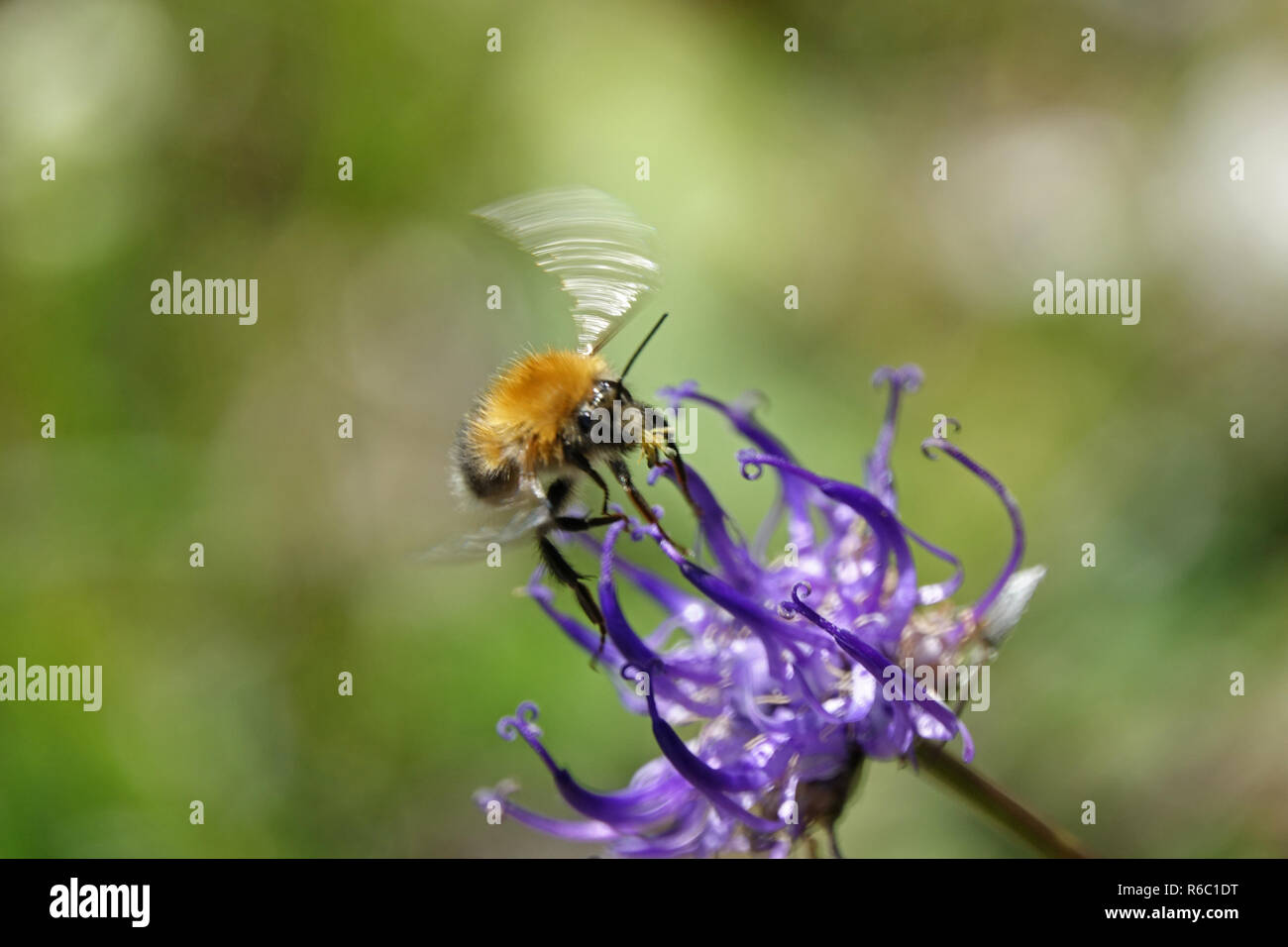 Rampion emisferica Phyteuma Hemisphaericum, chiamato anche restringere lasciava Devil S Claw, con battenti Bumblebee, Tirolo, Austria Foto Stock