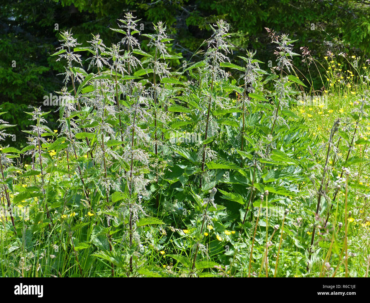 Sensazioni puntorie Ortica con semi, Urtica dioica Foto Stock