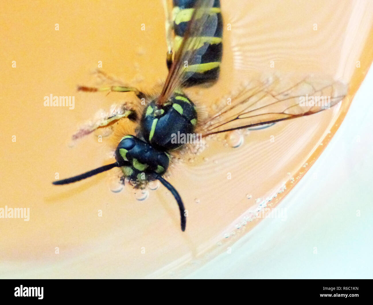 Wasp Nibbles dal succo in un bicchiere Foto Stock