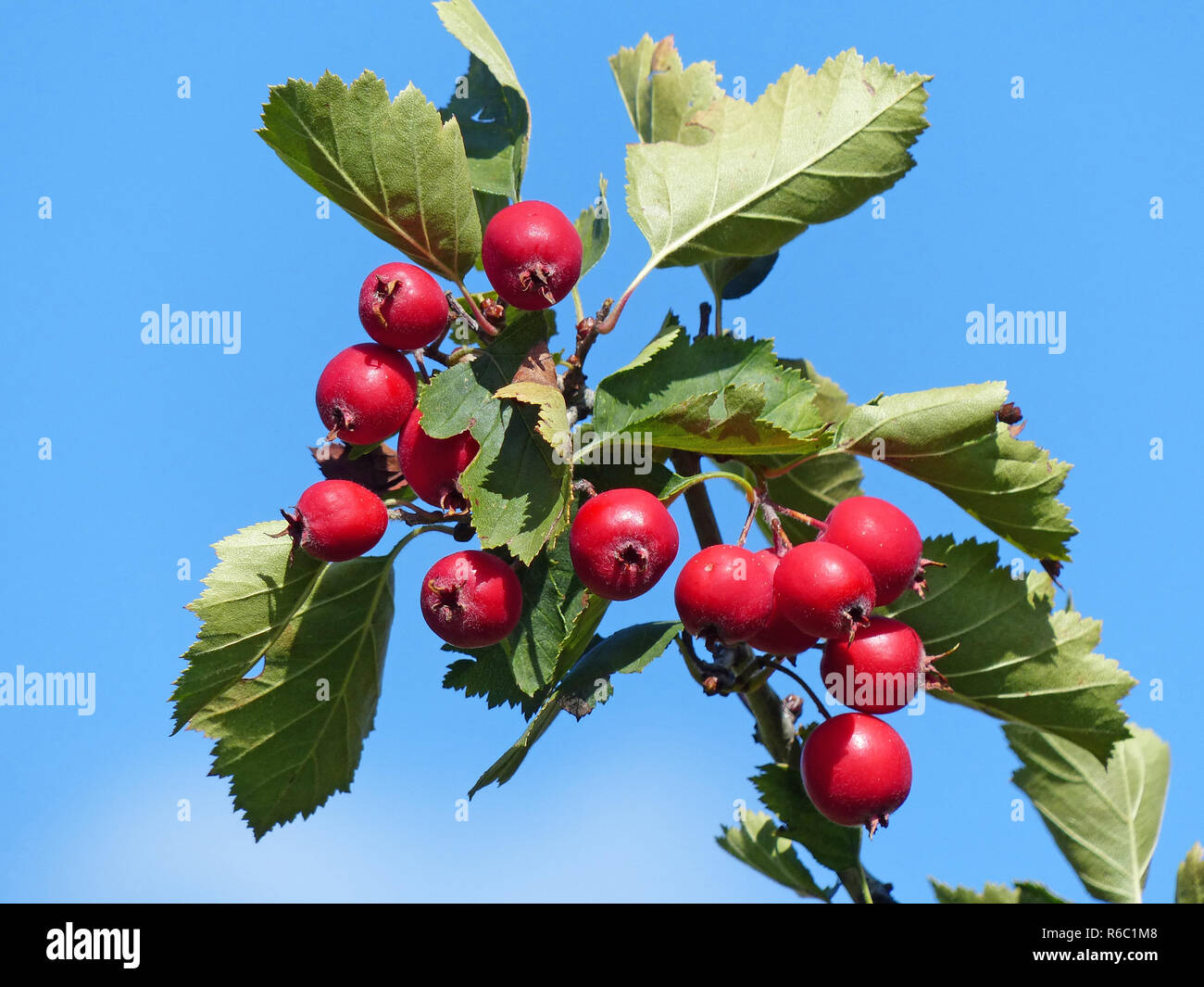 Mature di bacche rosse di Crateagus Pedicellata Foto Stock