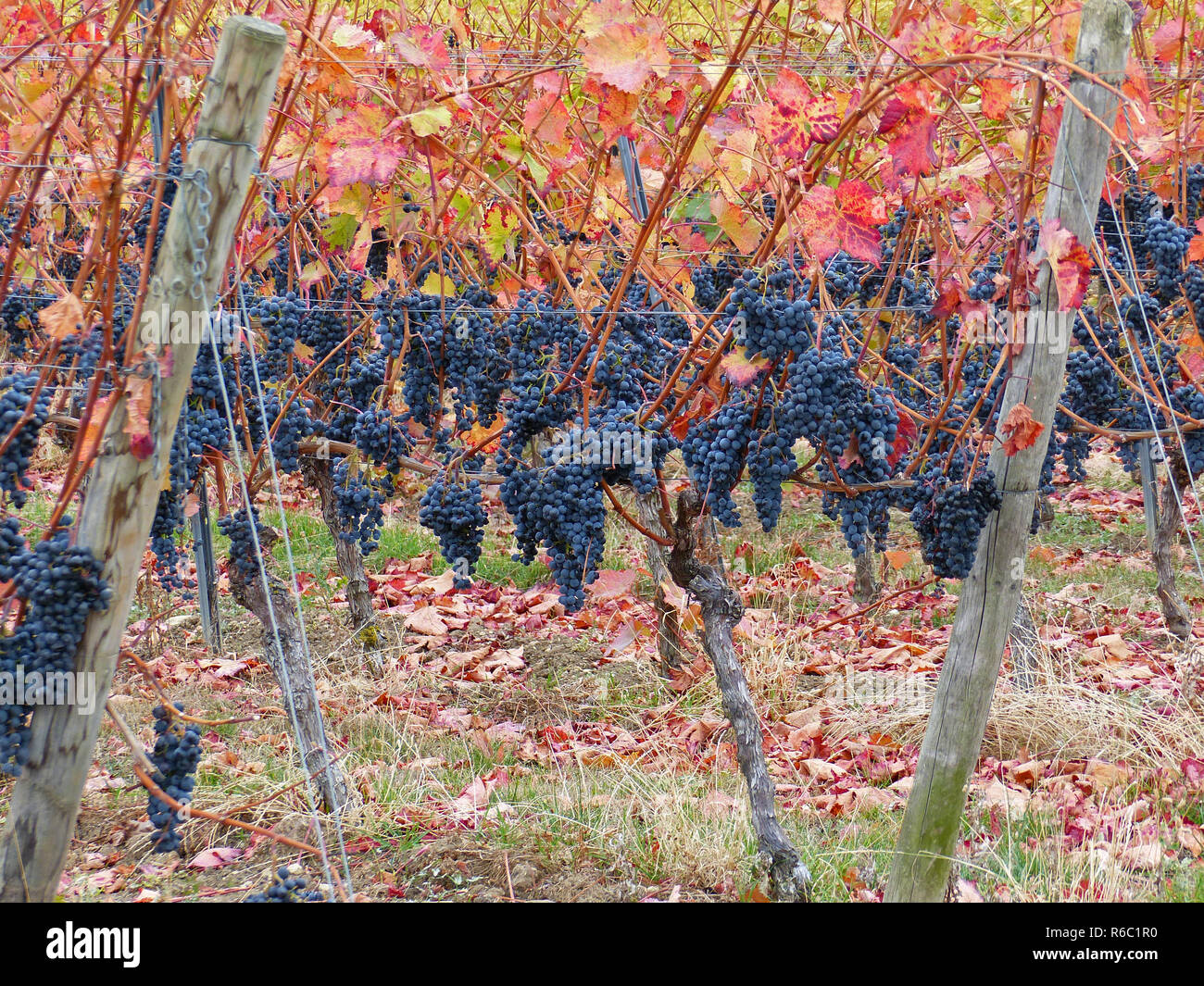 Sweet mature blu uva appeso in colori autunnali vitigni, zona vitivinicola Rhinehesse, Renania-Palatinato, Germania Foto Stock