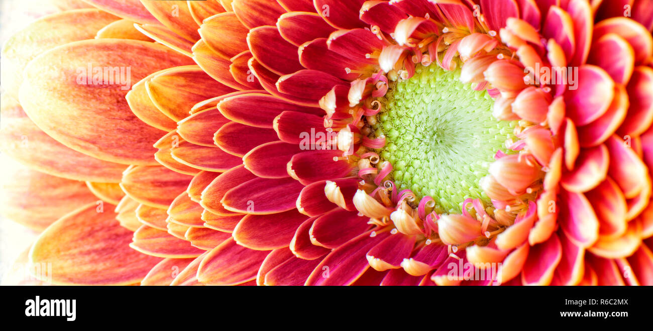 Close up fotografia di Golden crisantemo fiore che mostra la stame e petali Foto Stock