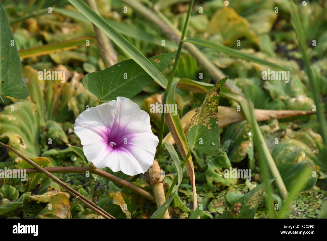 Ipomoea aquatica o acqua di fiori di spinaci all'AJC Bose indiano Giardino Botanico, quella di Howrah, Calcutta, India Foto Stock