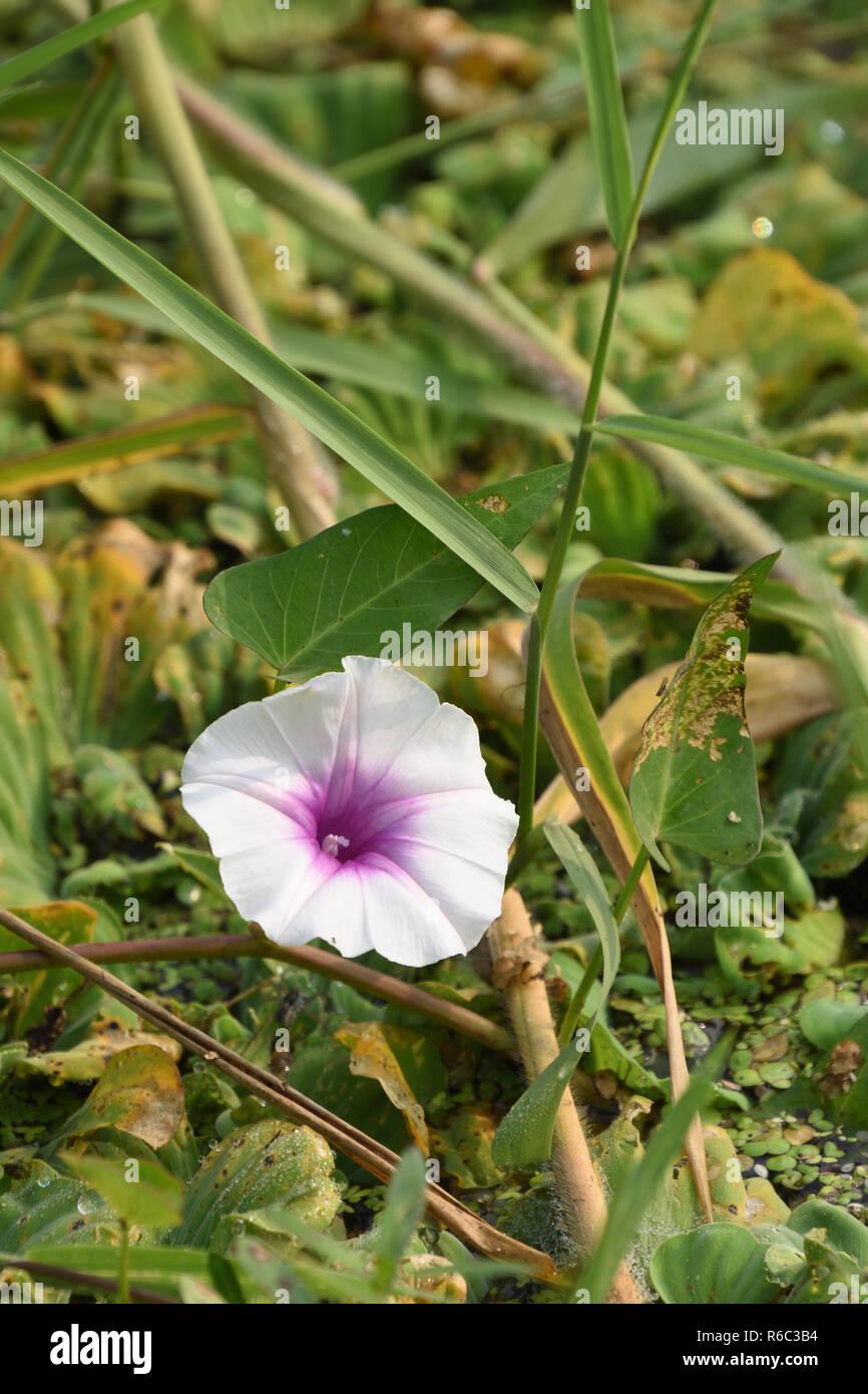 Ipomoea aquatica o acqua di fiori di spinaci all'AJC Bose indiano Giardino Botanico, quella di Howrah, Calcutta, India Foto Stock