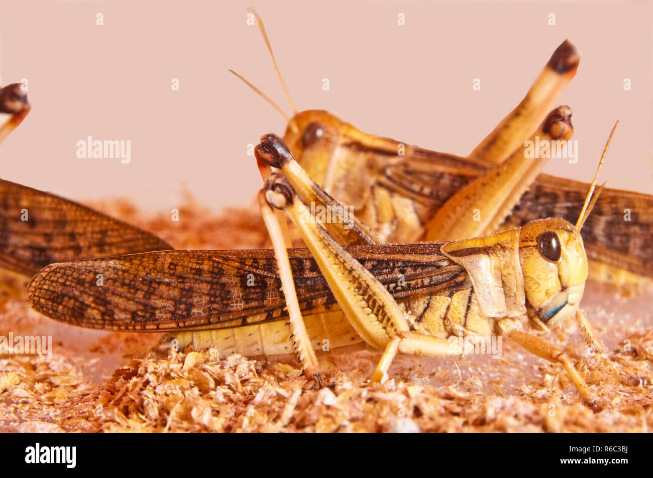 Locusta migratoria, Locusta migratoria Foto Stock