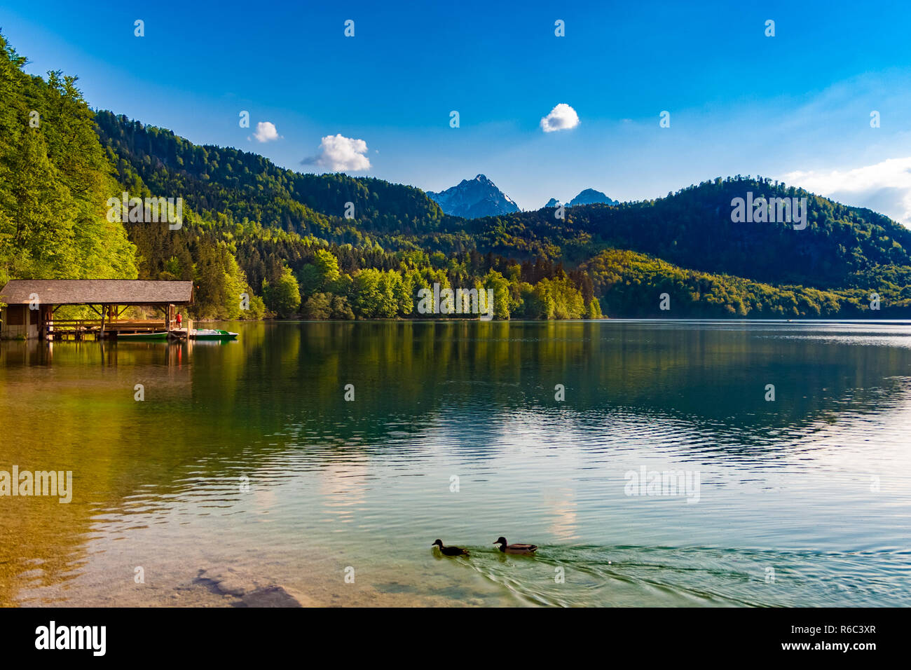 Ottima vista panoramica del lago Alpsee con nuoto anatre & una barca di legno capannone circondato da una foresta con sullo sfondo le Alpi sotto un blu... Foto Stock