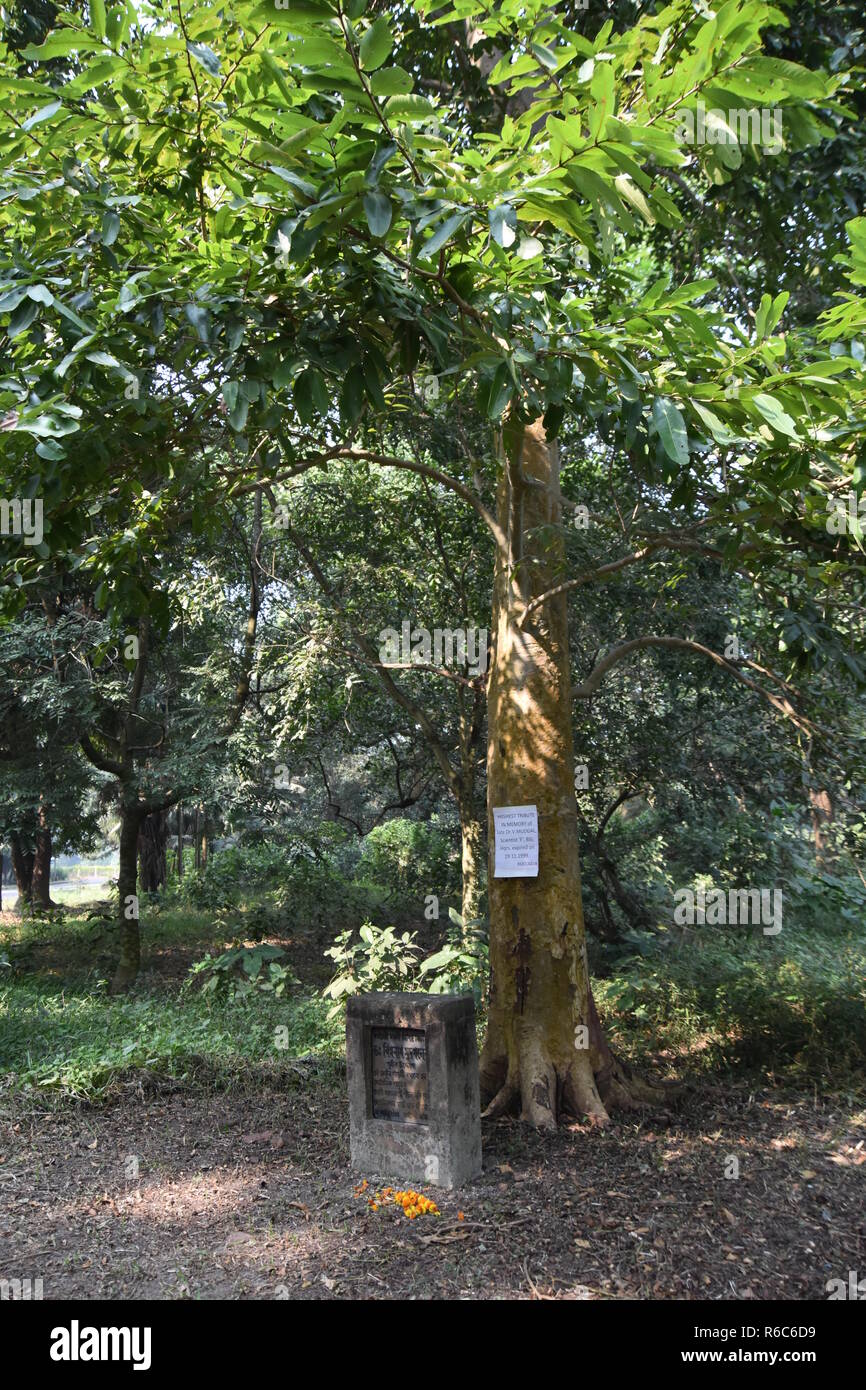 Terminalia arjuna - il Vishwanath Mudgal Memorial albero piantato da Sital Adhikari di BSI il 20 novembre 2000 presso il AJC Bose indiano giardino botanico, Foto Stock