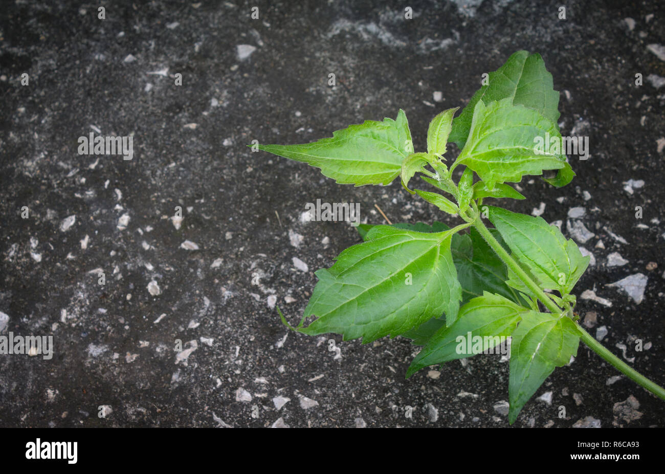 Boccola di amaro o il Siam erbaccia scuro sulla massa di cemento Foto Stock