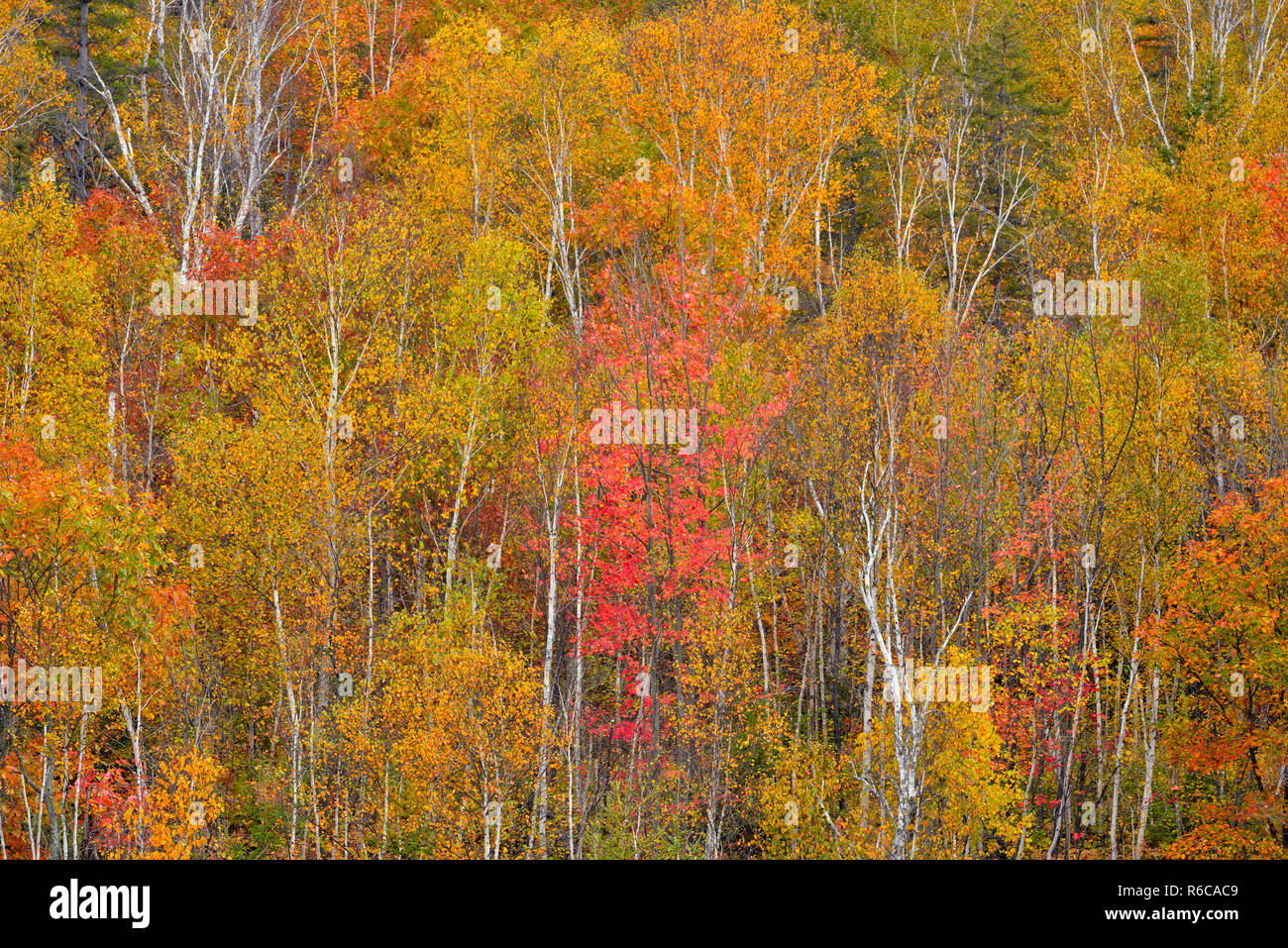 Autunno alberi di legno duro- una collina di betulla, Aspen e acero, maggiore Sudbury (vivace), Ontario, Canada Foto Stock