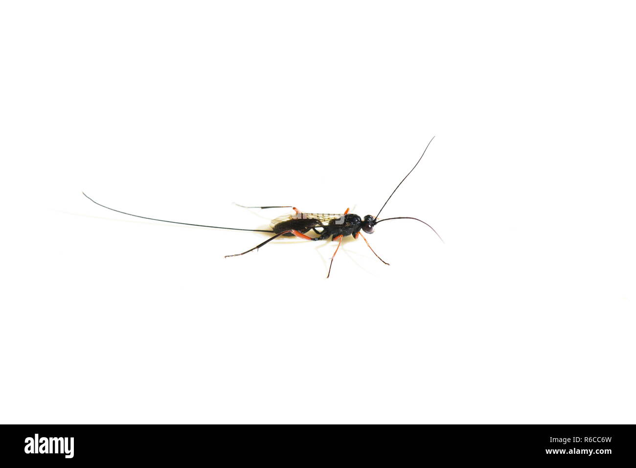 Femmina del parassita Stenarella wasp domator con tempi estremamente lunghi ovipositor su sfondo bianco Foto Stock