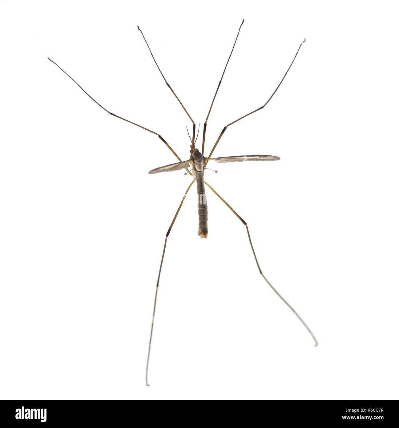 Vero cranefly Tipula paludosa su sfondo bianco Foto Stock