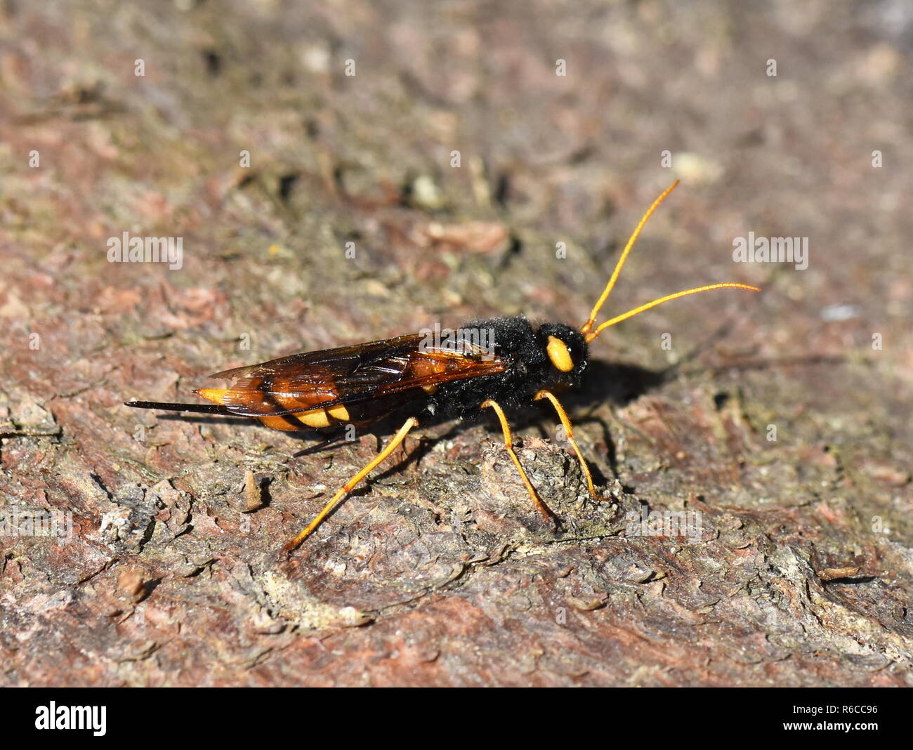 Femmina del gigante Legno wasp Urocerus gigas su un tronco di albero Foto Stock