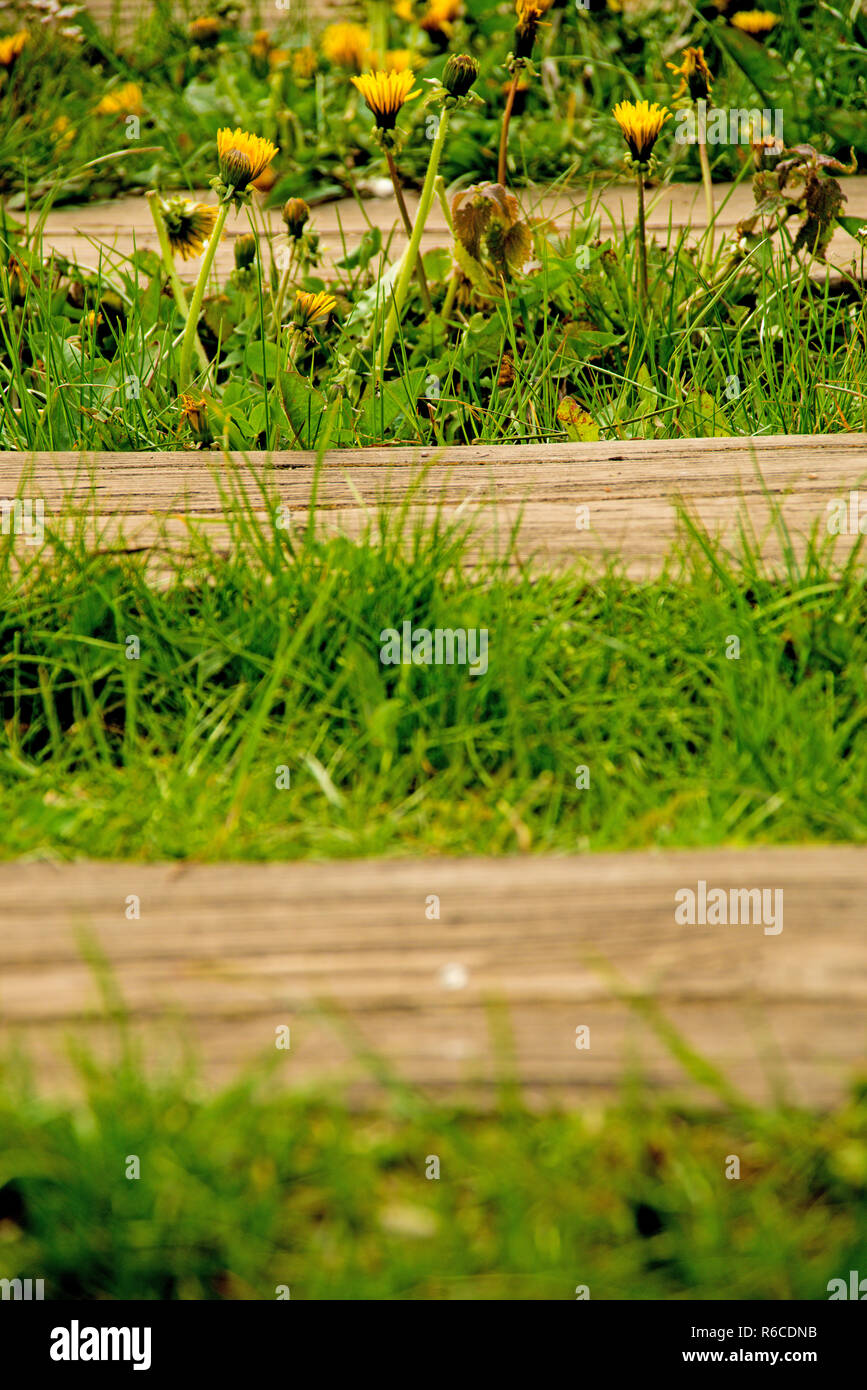 Rotaie fuori ordine con fiori Foto Stock