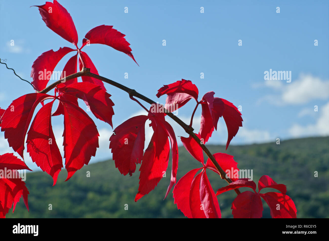 Colori dell'autunno: leafes di Parthenocissus quinquefolia, la Virginia superriduttore o Woodbine, famiglia Vitaceae Foto Stock