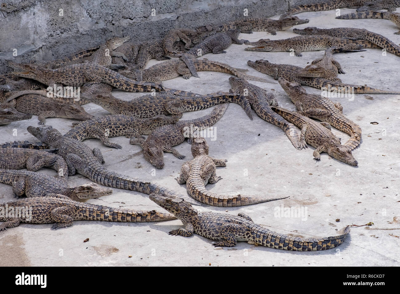I giovani coccodrilli crogiolarsi in una penna a un allevamento a Cuba. Foto Stock
