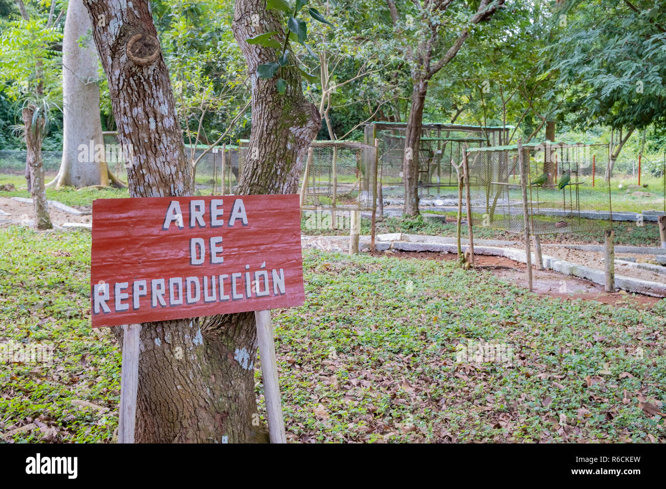 Piccolo allevamento pappagallo facility di Cuba dove pappagalli sono allevati per essere rilasciata nel selvaggio. Foto Stock