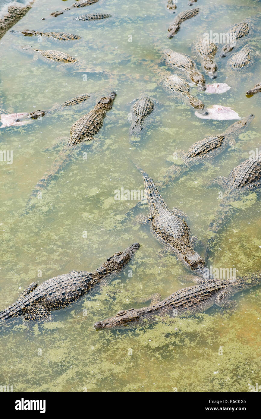 I giovani coccodrilli di nuotare in una piscina presso un allevamento a Cuba. Foto Stock