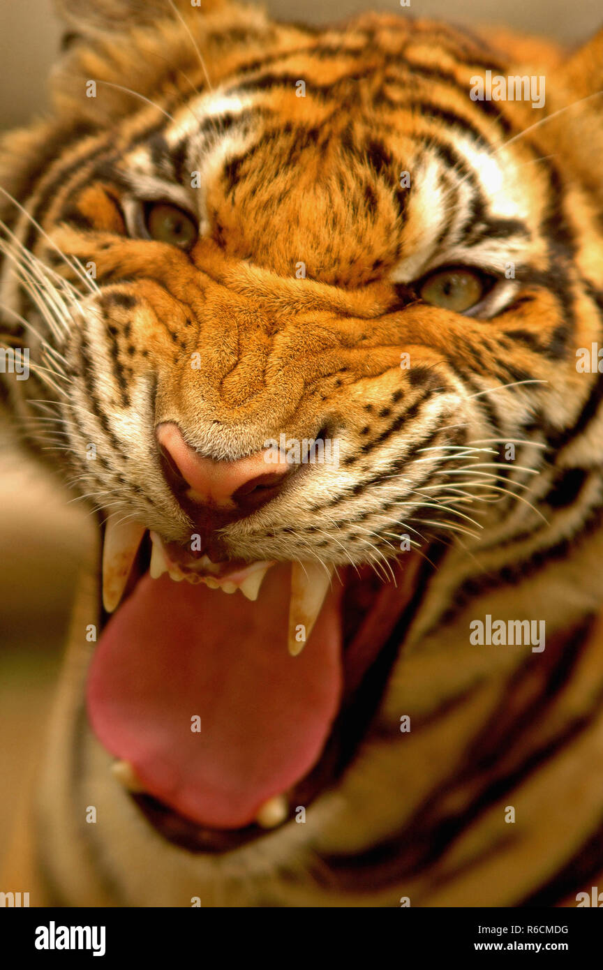 Tigre del Bengala, (Panthera Tigris) Close Up Foto Stock