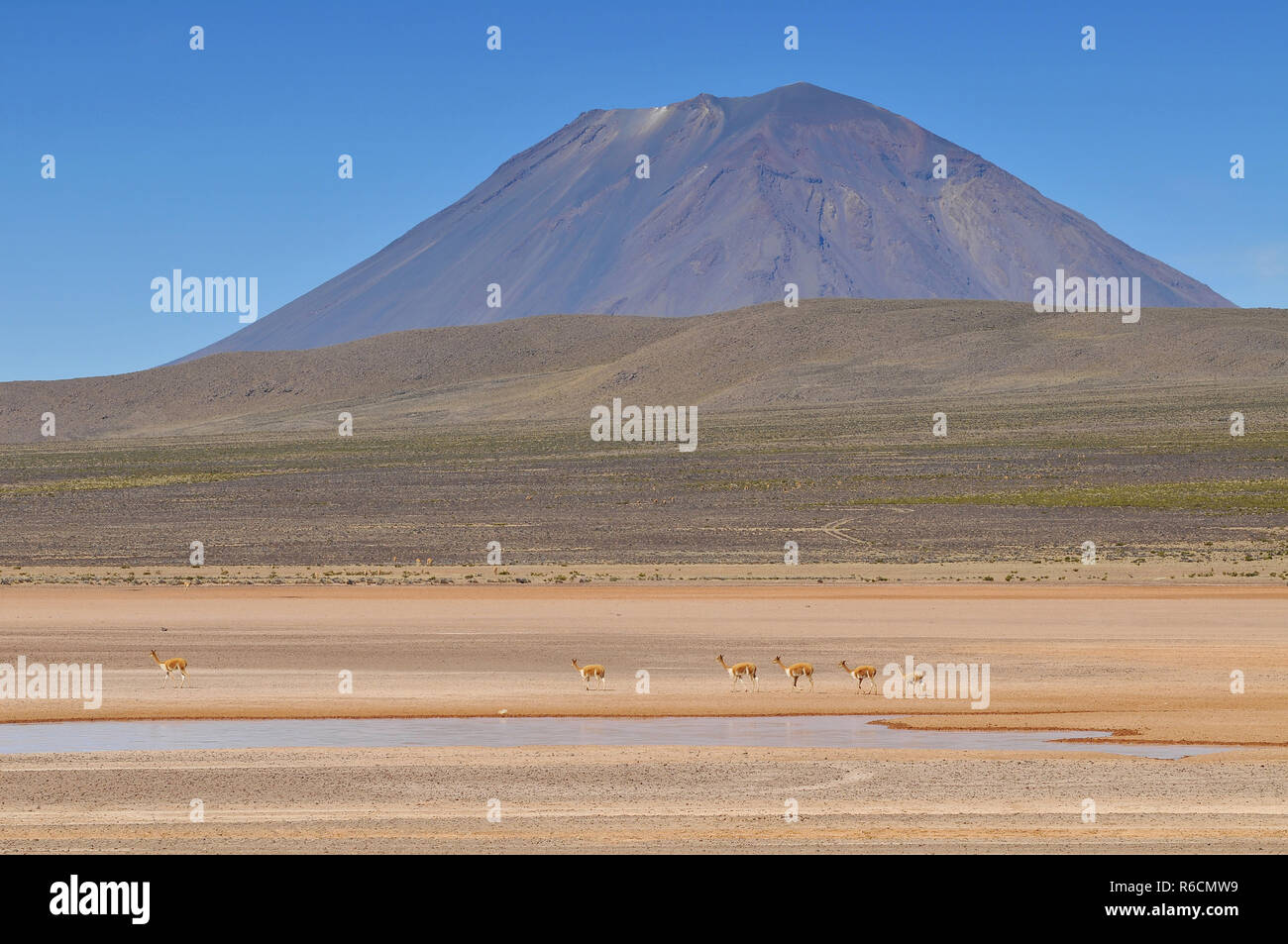Il Perù, El Misti Vulcano, Salinas e Aguada Blanca Prenotazione Nazionale Foto Stock