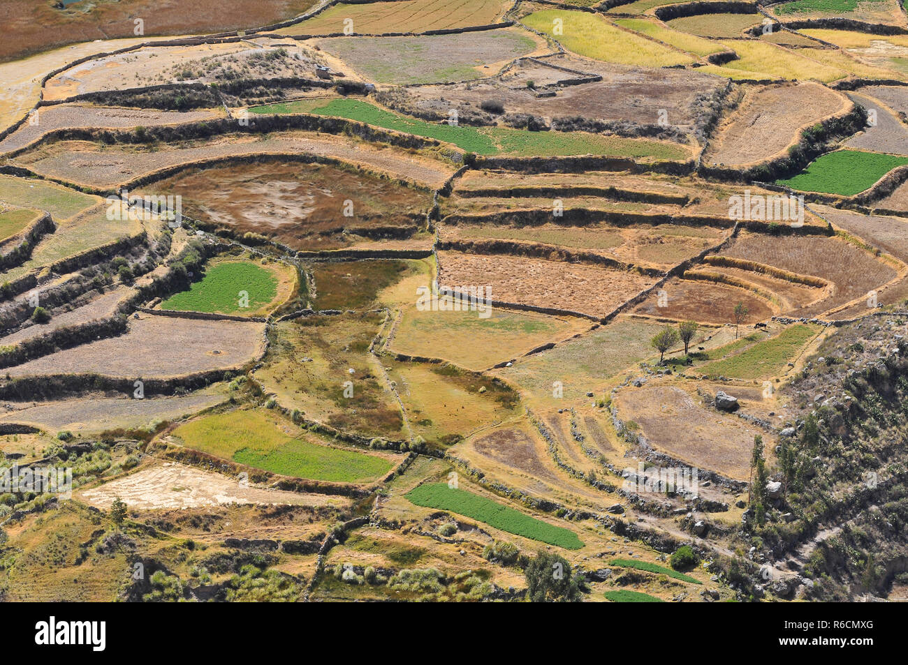 Il Perù, Colca Valley, coltivazioni a terrazza Foto Stock