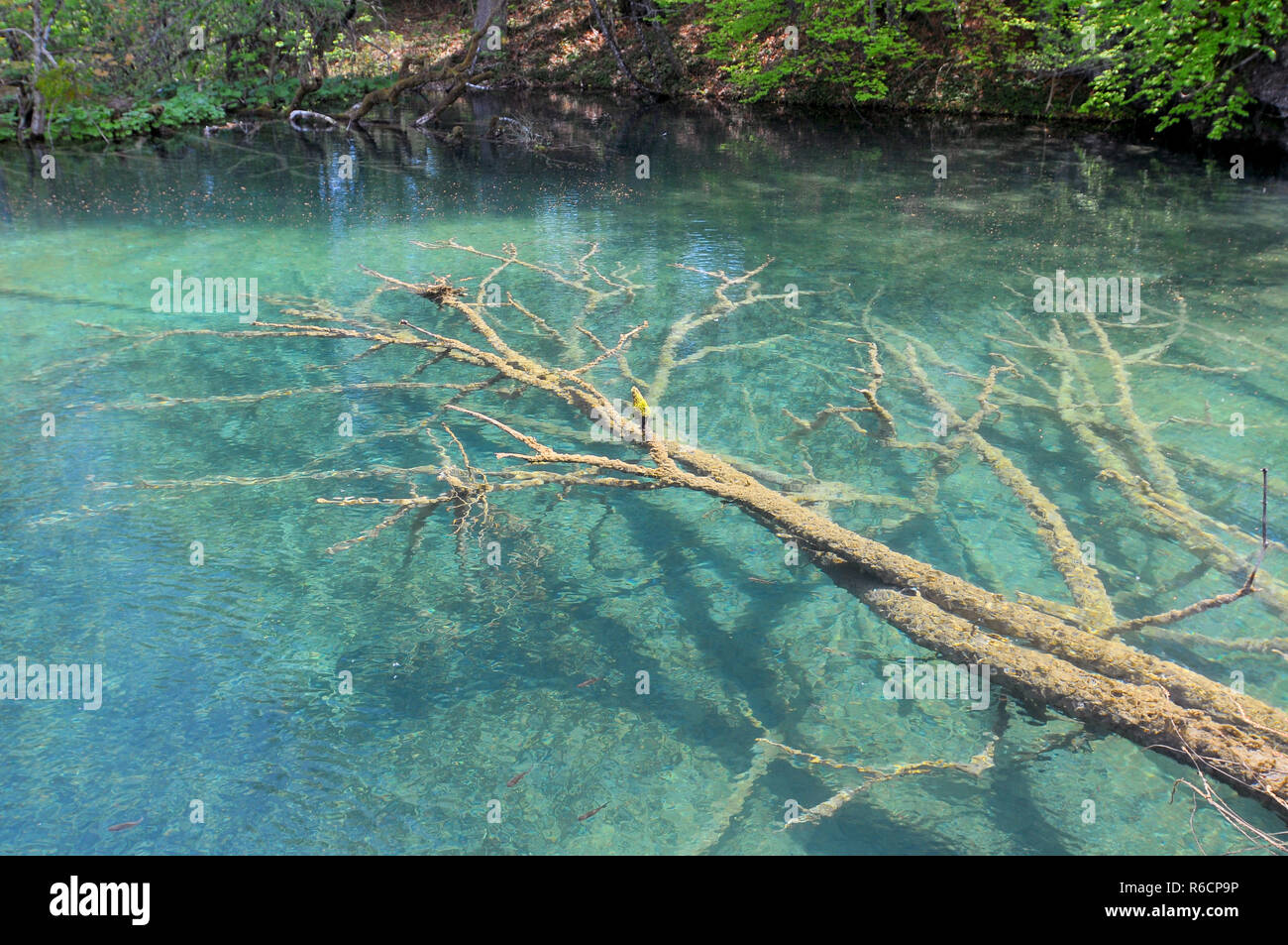 Croazia, Plitvicka Jezera, il Parco Nazionale dei Laghi di Plitvice, il Parco Nazionale dei Laghi di Plitvice Foto Stock