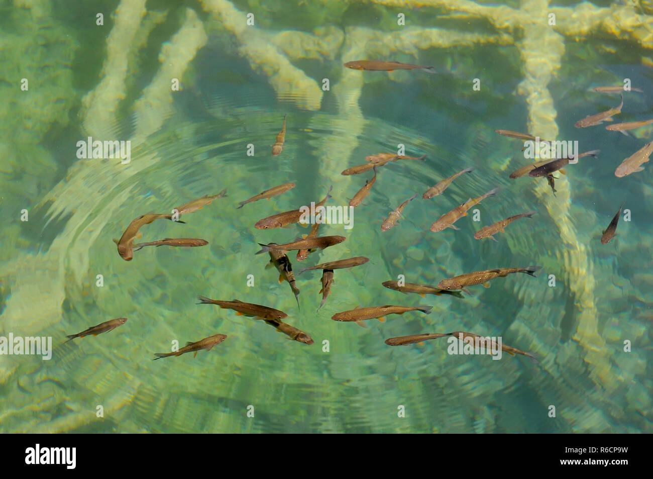 Croazia, Plitvicka Jezera, il Parco Nazionale dei Laghi di Plitvice, il Parco Nazionale dei Laghi di Plitvice Foto Stock