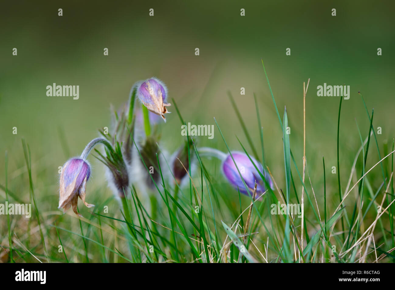 Fiore di primavera Pulsatilla pratensis (piccole "pasque flower) Foto Stock