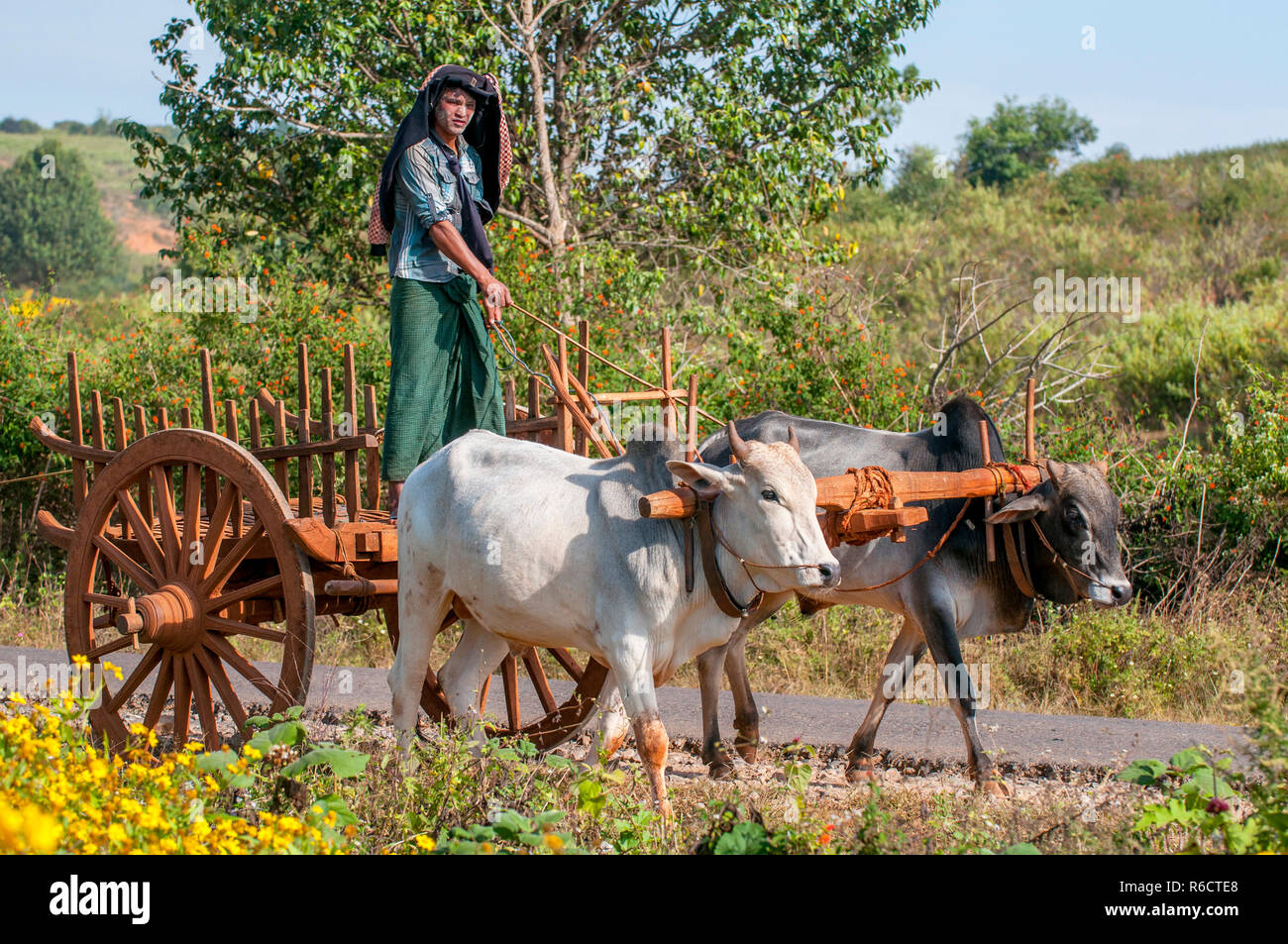 Birmano uomo rurale la guida carrello di legno con fieno sulla strada polverosa aspirata da due bufali bianco paesaggio rurale e tradizionale villaggio la vita in Birmania countr Foto Stock