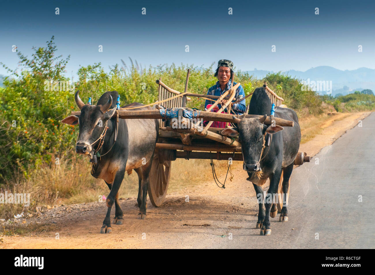 Birmano uomo rurale la guida carrello di legno con fieno sulla strada polverosa aspirata da due bufali bianco paesaggio rurale e tradizionale villaggio la vita in Birmania countr Foto Stock