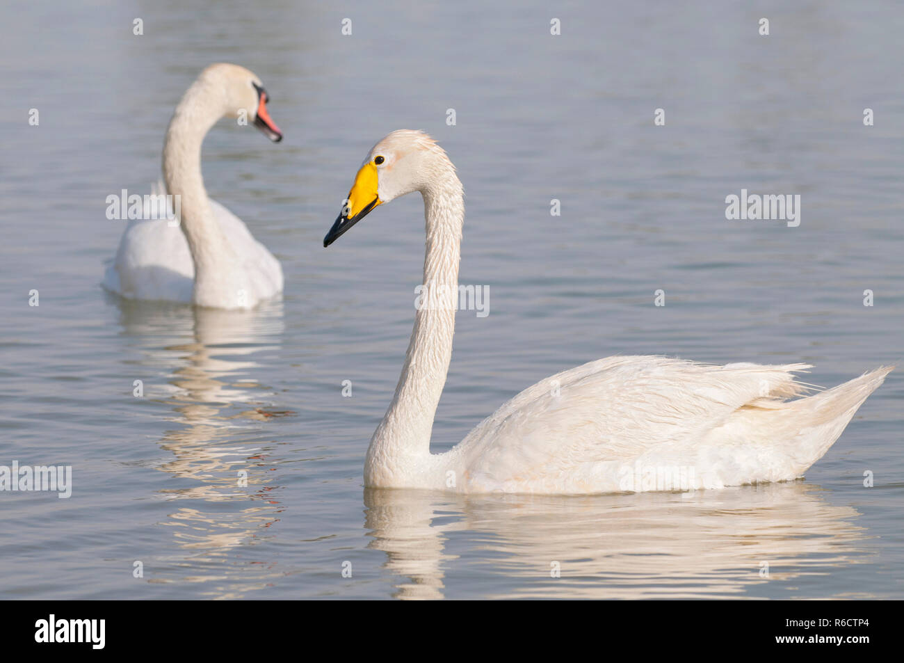 Whooper cigni (Cygnus Cygnus) nuotare in un oasi Laguna Al Qudra laghi nel deserto negli Emirati Arabi Uniti in Arabia Foto Stock