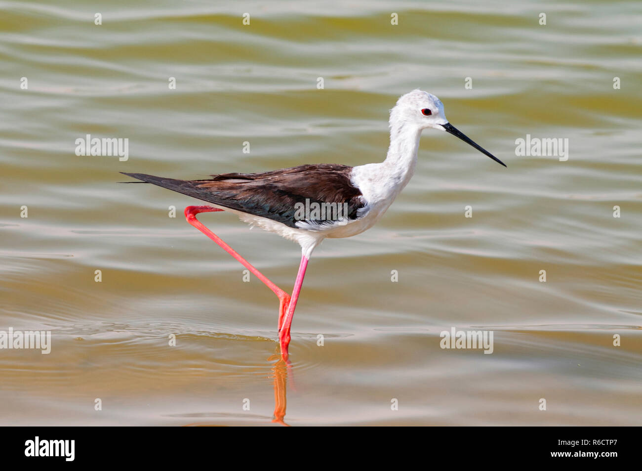 Il Black-Winged Stilt, comune Stilt o Pied Stilt (Himantopus himantopus) Un oasi Laguna Al Qudra laghi nel deserto nel Regno emirato Arabo Foto Stock