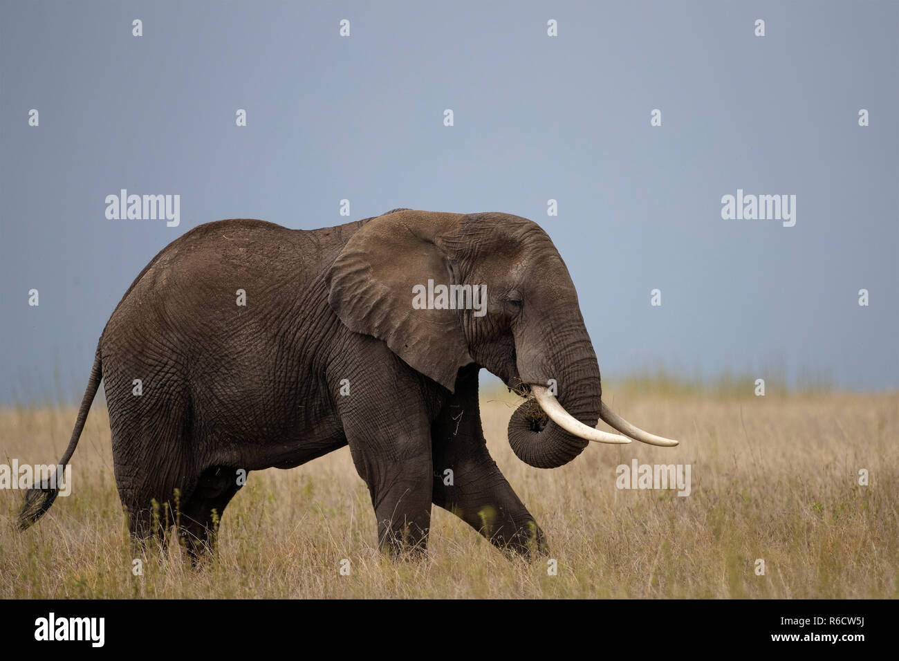 Un grande elefante africano alimentare sulla savana Foto Stock