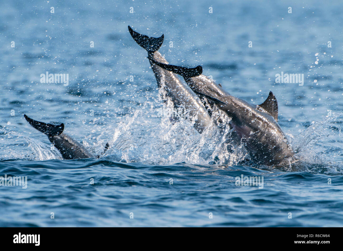 I Delfini, Trincomalee, Sri Lanka Foto Stock