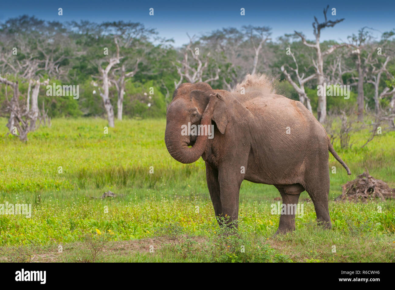 O asiatico Elefante asiatico (Elephas maximus) Yala National Park, Sri Lanka Foto Stock