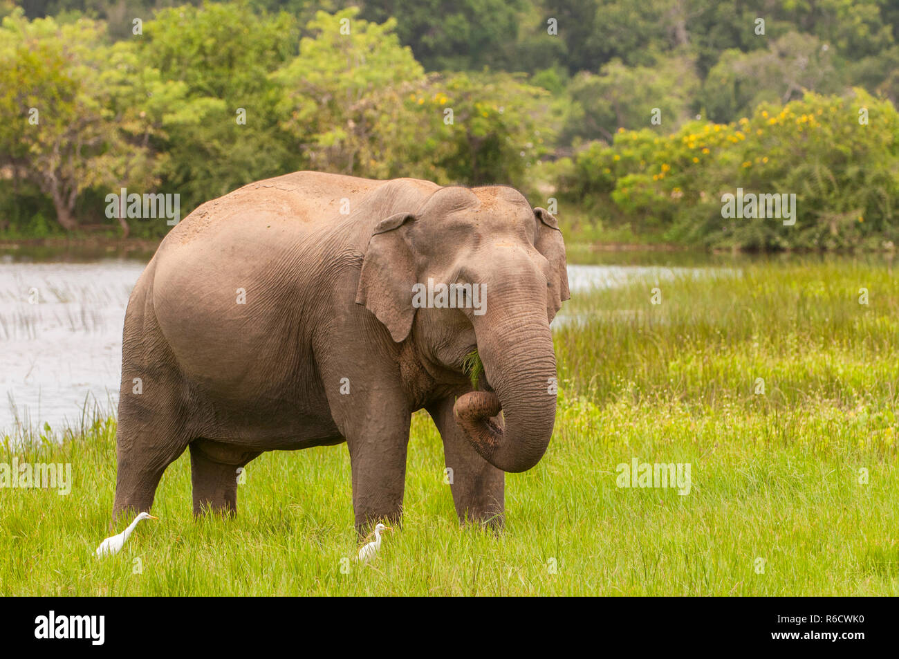 O asiatico Elefante asiatico (Elephas maximus) Yala National Park, Sri Lanka Foto Stock